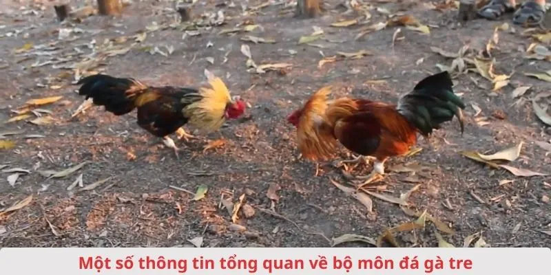 so-luoc-doi-net-ve-da-ga-tre