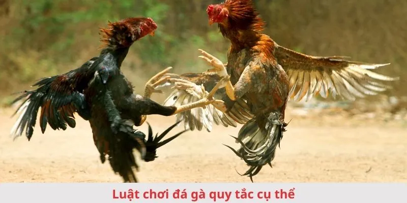 luat-choi-da-ga-quy-tac