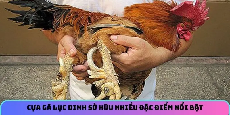 cua-ga-luc-dinh-dac-diem
